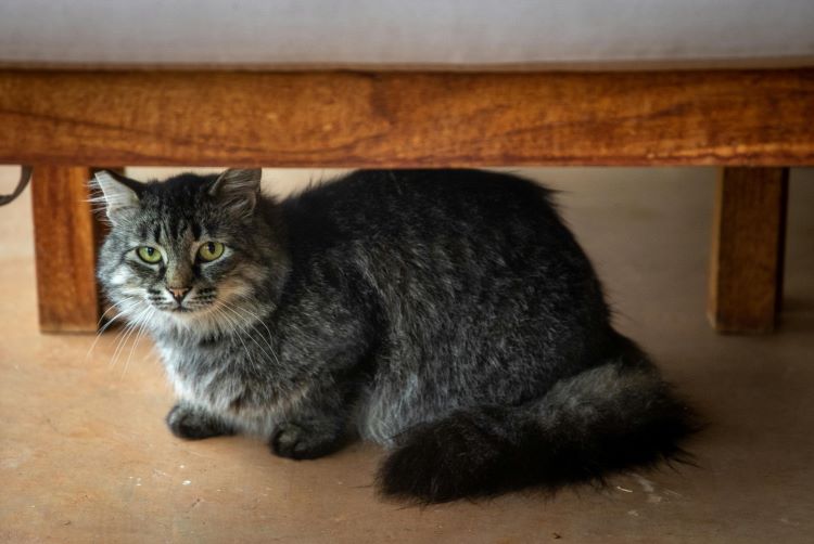 An anxious pet cat hiding under a bed indoors from the sound of fireworks.
