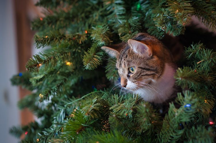 Close up of a cat climbing a Christmas tree in the middle of the branches.