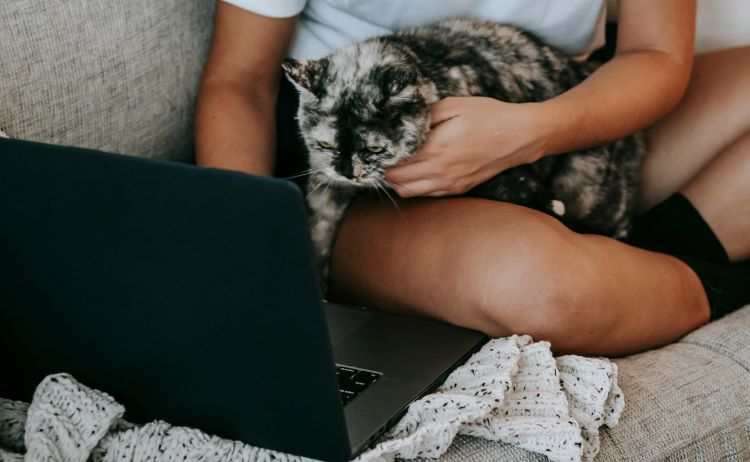 Pet owner considering homeopathy using a black laptop while a black and gray tortoiseshell cat sits on their lap.
