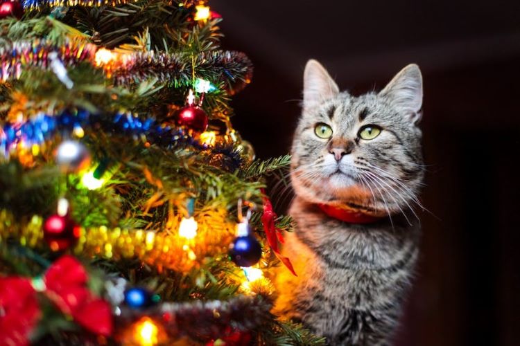 cat-looks-at-christmas-tree