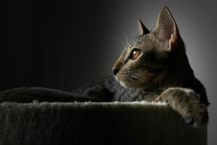 A cat lounging in a gray bed in front of a gray wall looking to the side.
