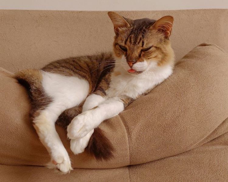 A multicolor indoor cat lounging on the back of a tan couch with its tongue out and paws crossed.