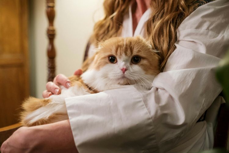 A female pet owner holding a Scottish Fold cat and petting its fur as it looks forward.