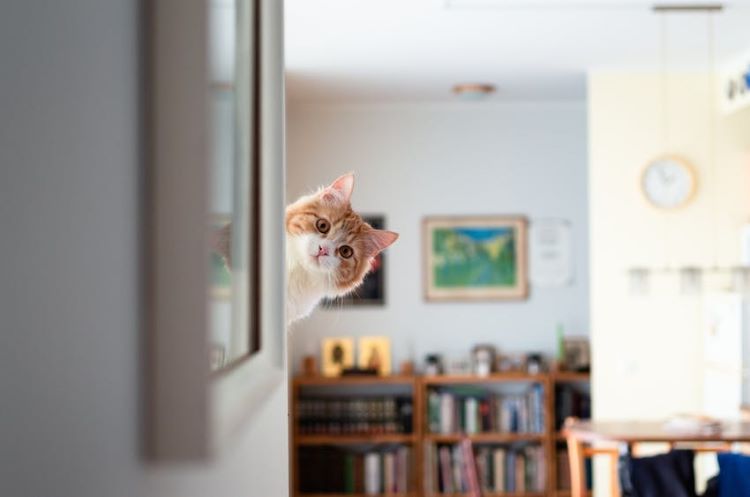 Cat peaking out from a corner in a house.
