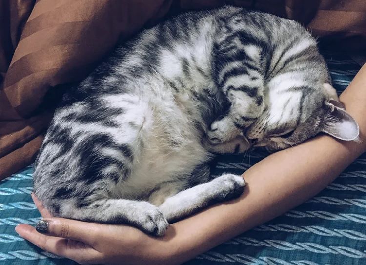 A small tabby cat curled up sleeping in a human's arm.