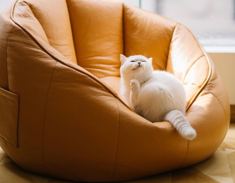 cat-scratching-chair-poof
