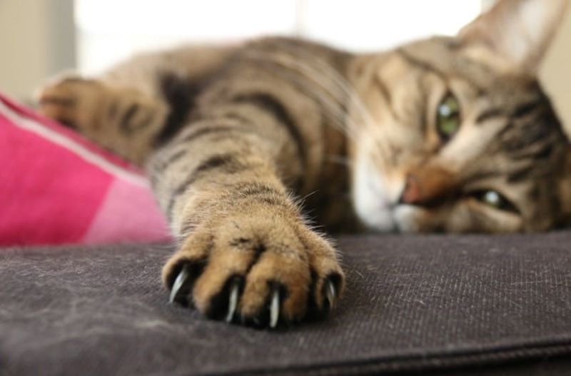 Tabby cat lays with outstretched paw, sharp claws out as a reminder to not declaw a cat at home.
