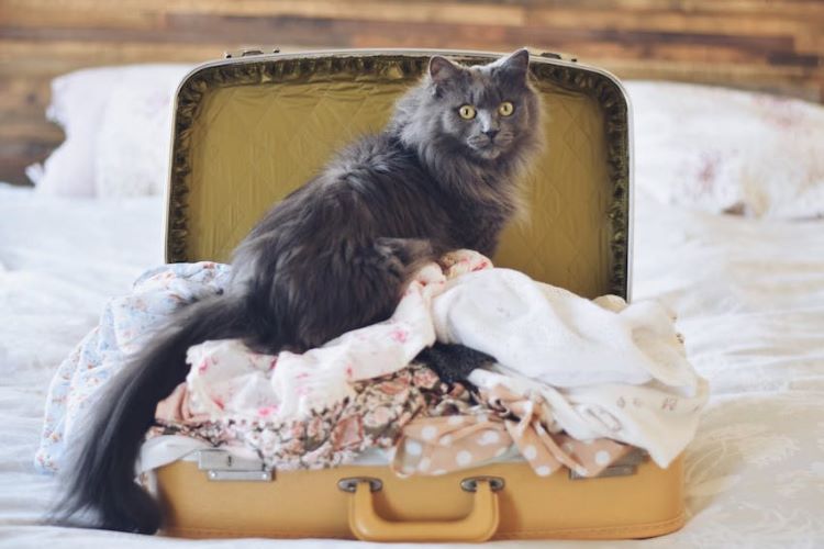 cat-sits-on-suitcase