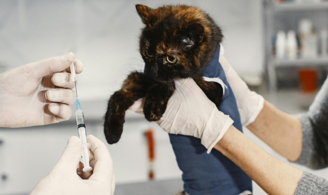 Small cat being held during a vet exam in front of a veterinarian holding a syringe with a cat vaccine.