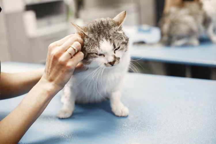 A gray and white cat getting its ears cleaned by a veterinary technician