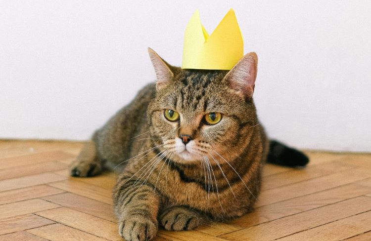 cat-yellow-crown