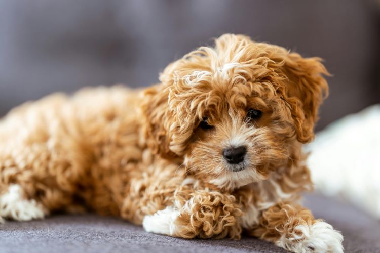 A cavoodle with a curlier coat laying down.