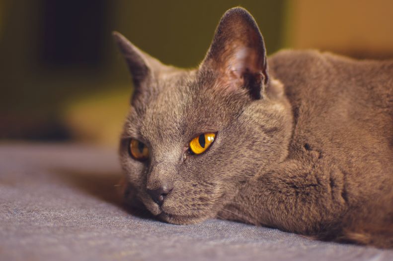 Chartreux cat laying with yellow eyes.