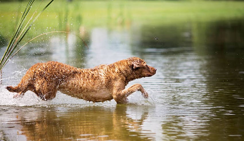 Chesapeake Bay Retriever jumping into water to swim.