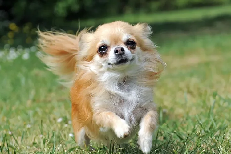 Chihuahua running in grass