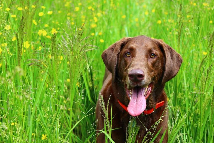 chocolate-lab-in-a-field
