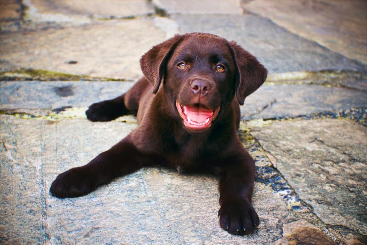 A chocolate labrador retriever puppy with a happy face looking up from a stone patio.