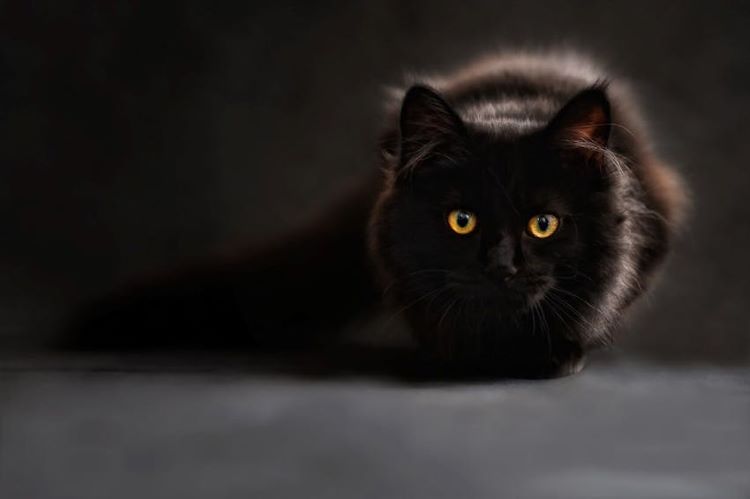 close-up-fluffy-black-cat-1-
