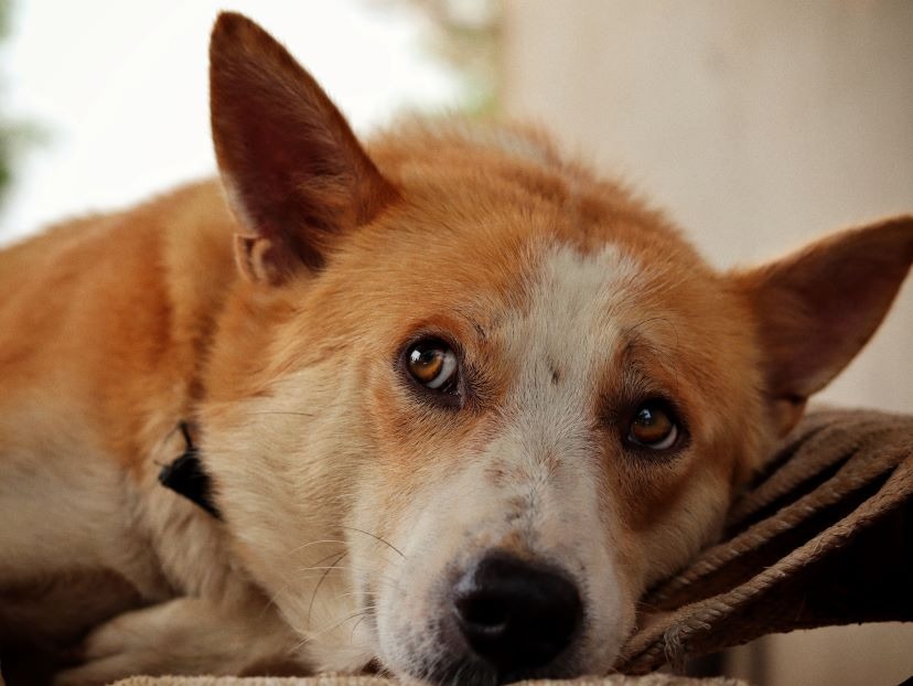 gros plan-mixte-corgi-face