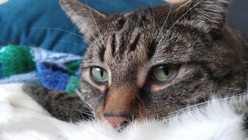 Close up of a tabby cat resting on blankets and looking straight forward.