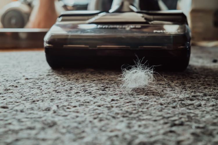 Close up of a vacuum and pet fur on a carpet.