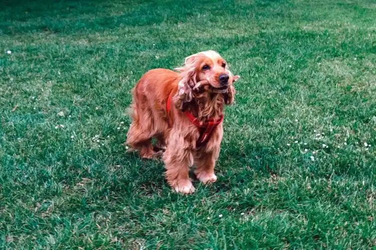 A tan cocker spaniel dog standing outdoors holding a stick in its mouth.