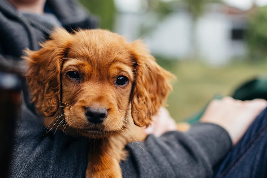 Red Cocker Spaniel puppy from a puppy mill being held.