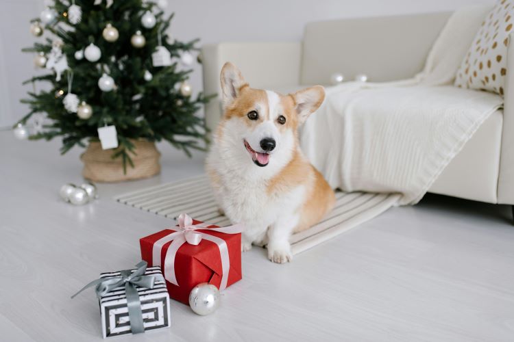 A corgi dog sitting in front of a christmas tree with some wrapped presents in front of them as holiday pet hazards.