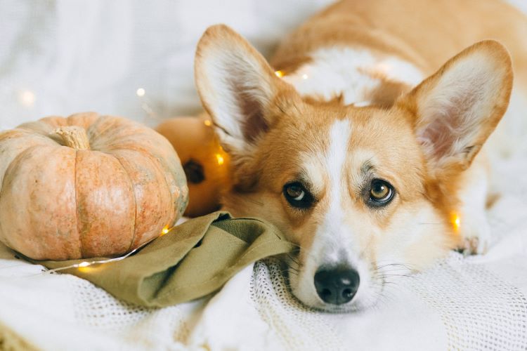 10 Thanksgiving Hazards for Pets