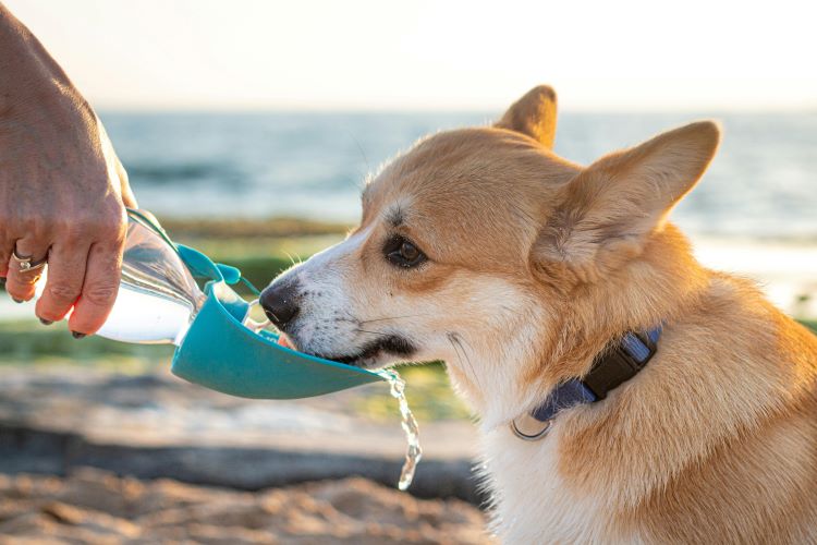 A welsh corgi dog drinking water from a dog water bottle outside in summer.