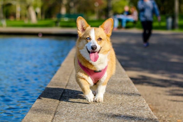 A corgi dog in a pink harness walking by a pool of water.