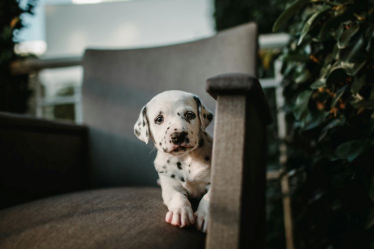 Dalmation puppy sitting in a chair waiting for indoor puppy activities.
