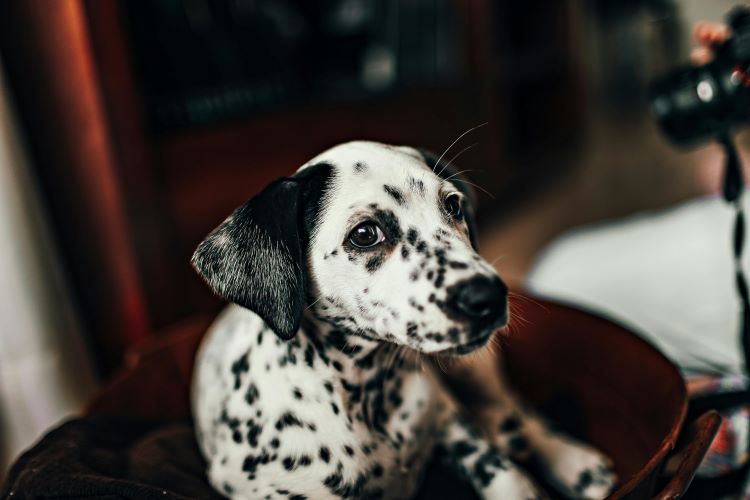 A young dalmatian sitting in a chair.