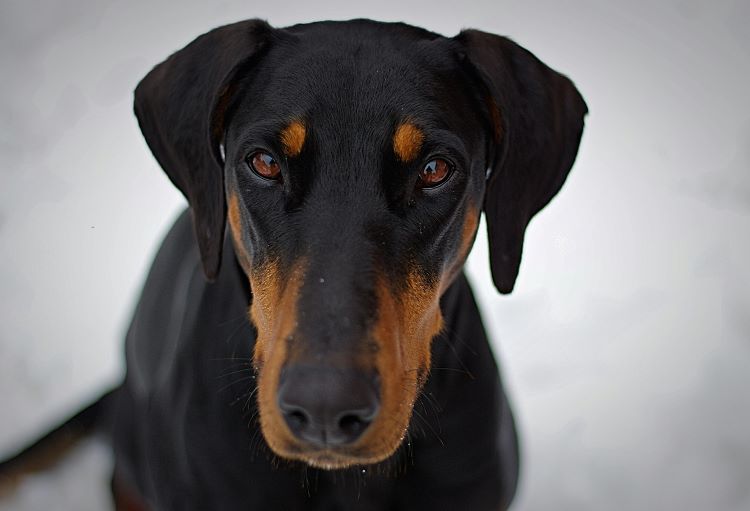 A Doberman Pinscher facing forward with uncropped ears that are typically of aggressive dog breeds.