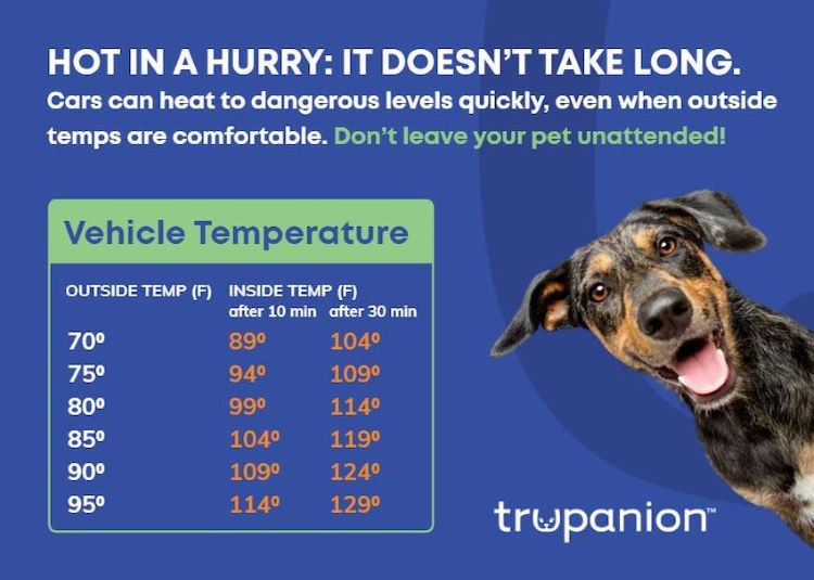 Hot car temperature chart shows summer danger for dogs.