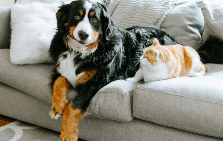 A large dog and a cat who need pet insurance sitting next to each other on a gray couch.