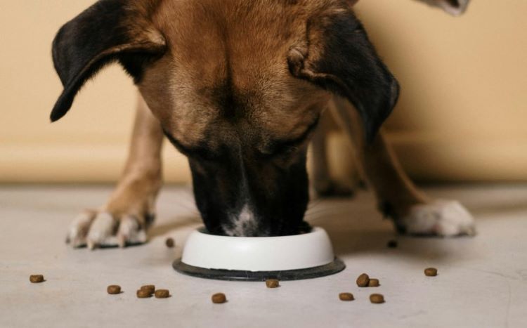 A brown dog eating food out of a white bowl.
