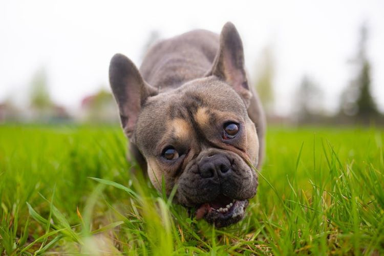 Close up of a French bulldog facing forward eating grass