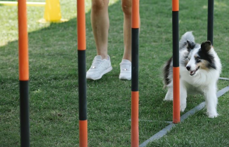 A fluffy dog exercising on an agility course with poles.