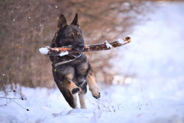 dog-fetch-in-snow