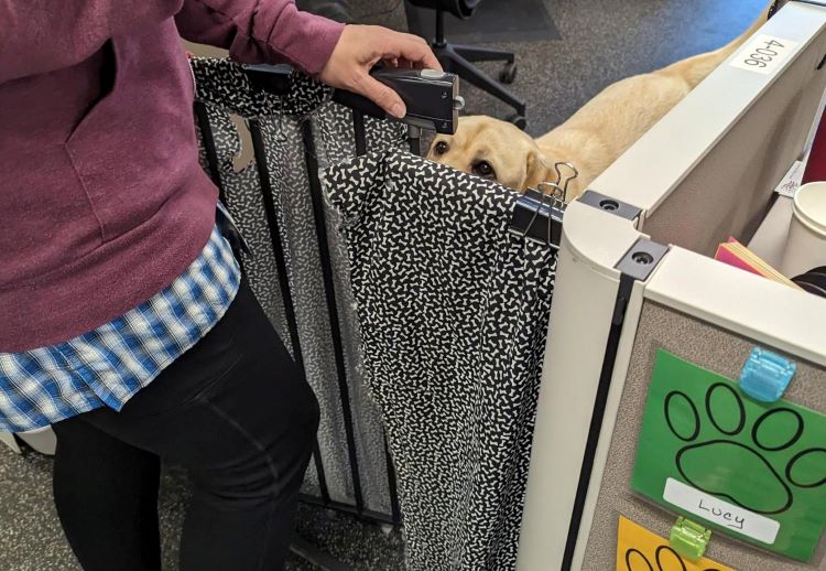 Dog walker opening a dog gate in the Trupanion office.