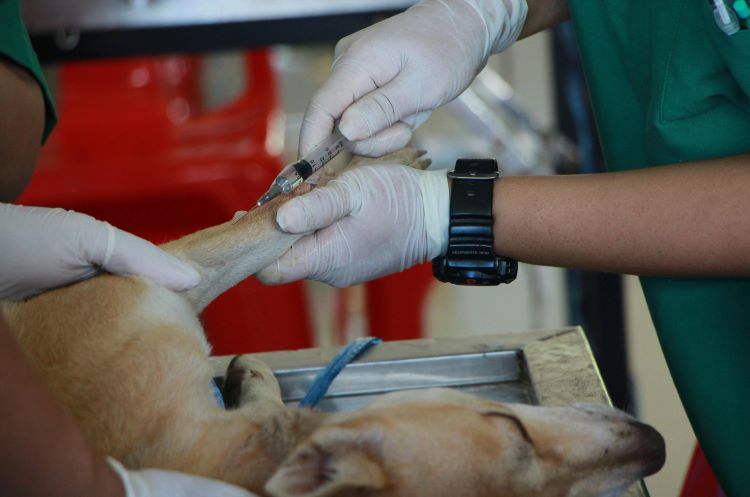 A dog on a table being given a shot by a gloved veterinarian.