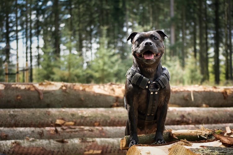 dog-harness-woods