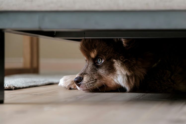 A small multicolored dog hiding beneath a couch showing signs of stress.
