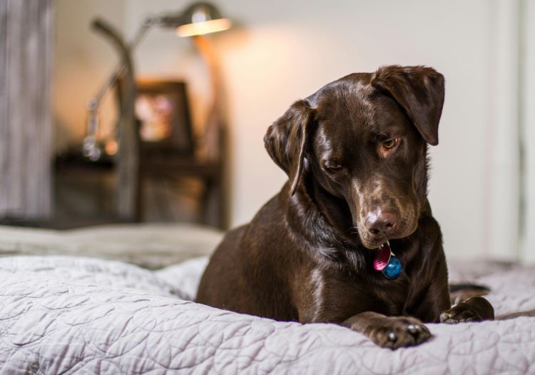 A chocolate lab dog laying on a bed in a pet-friendly hotel.
