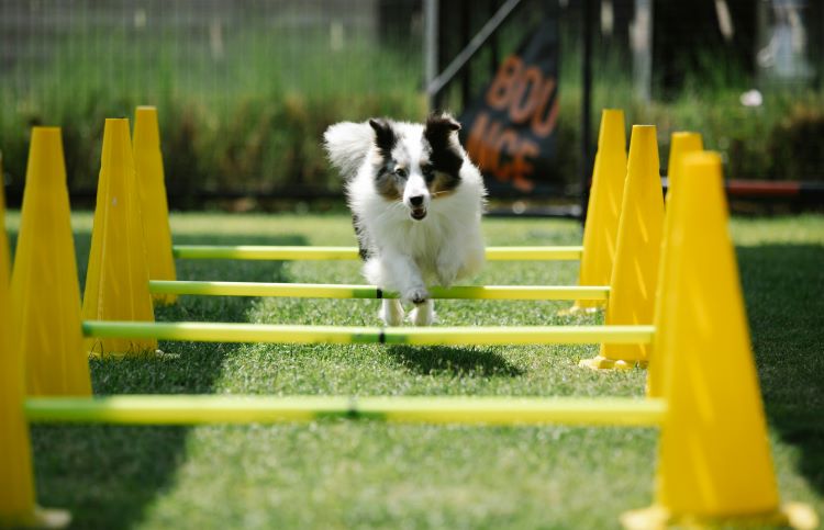 A dog jumping through some hurdles in a yard as a form of exercise.