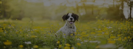 A dog sits in a field of yellow flowers
