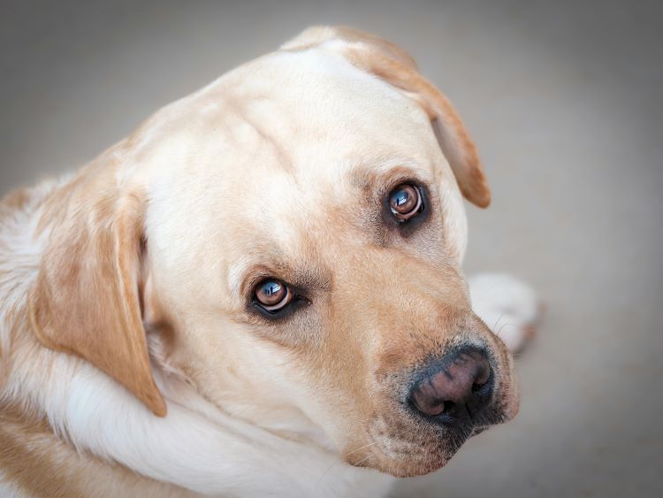 A dog with a big head looking up with soulful eyes.