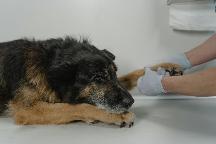Gloved veterinarian hands prepping a dog's front leg for a canine vaccine.