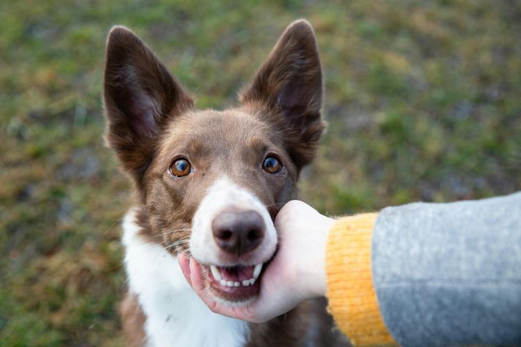 A brown and white dog with a happy face resting its face in a pet owner's hand outdoors.